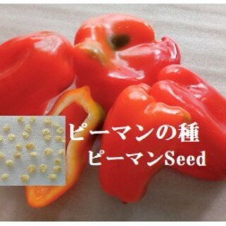 RM844　種子 『ピーマン の種30粒』 沖縄　野菜たね ぴーまんseed(野菜)