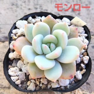 多肉植物エケベリア　モンロー　発根済み(その他)