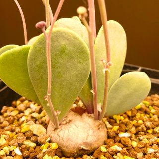 超新鮮！　オトンナ  ウリンクリアナ　種子10粒とオマケ1粒　多肉植物　塊根植物(その他)