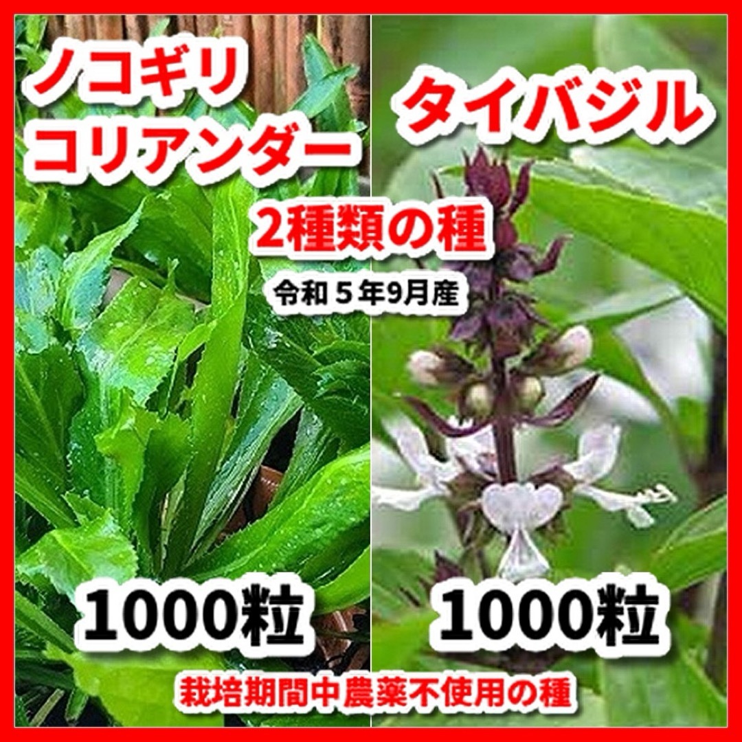 タイバジル＆ノコギリコリアンダーの2種類セット【各種1000粒】 食品/飲料/酒の食品(野菜)の商品写真