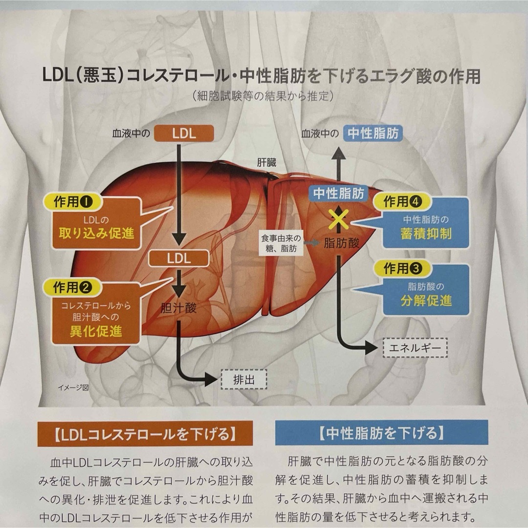 大正製薬(タイショウセイヤク)のコレステロールや中性脂肪が気になる方のタブレット 食品/飲料/酒の健康食品(その他)の商品写真