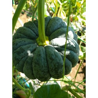 日本かぼちゃの種　小菊　15粒　無農薬栽培(野菜)