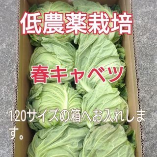 産地直送♪和歌山県産『甘くて美味しい♪』 春キャベツ8～9個(野菜)