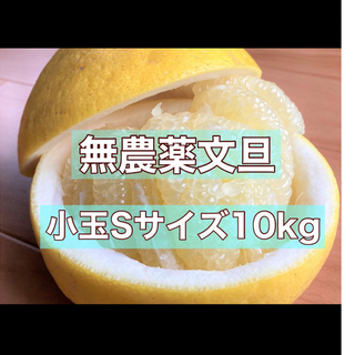 【自然栽培】高知県産　土佐文旦　小玉Sサイズ10kg(フルーツ)