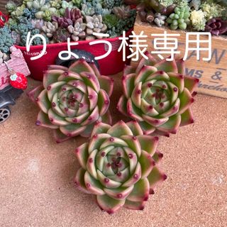 多肉植物　輸入苗　ブルードラゴン　カット苗　　　　　３苗(その他)