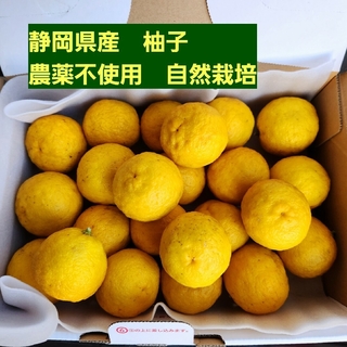 静岡県産　農薬不使用　自然栽培　柚子　とれたて箱いっぱい(フルーツ)