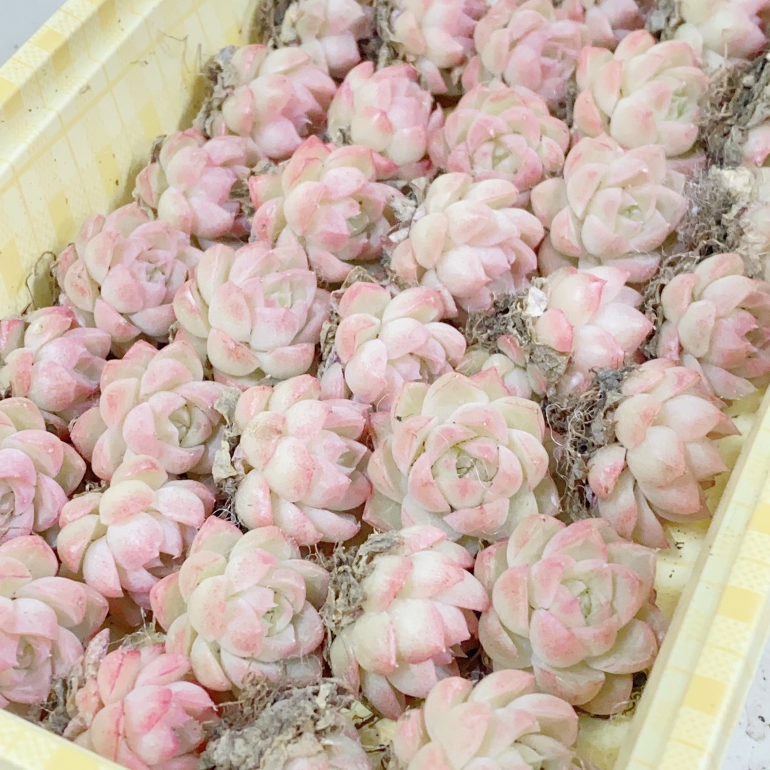 多肉植物　エケベリア　ピンク系　限定❗️ 2-３cm 「23苗セット」 ハンドメイドのフラワー/ガーデン(その他)の商品写真