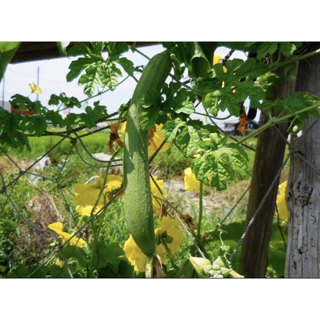 健康野菜 食べる ヘチマ ナーベーラー 15粒/緑のカーテン　家庭菜園 食品/飲料/酒の食品(野菜)の商品写真