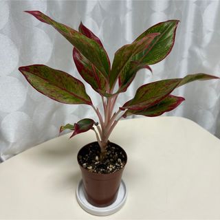 【⠀確認用  】  観葉植物  アグラオネマ   レッドゴールド(その他)