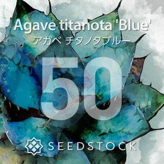 アガベの種 Agave titanota 'Blue' 50粒(その他)
