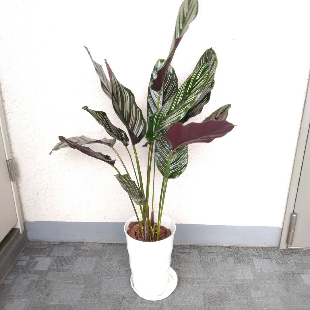 珍しい品種！カラテア【サンデリアナ】観葉植物！高さ90◎！葉姿綺麗！セラアート鉢 ハンドメイドのフラワー/ガーデン(プランター)の商品写真