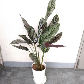 珍しい品種！カラテア【サンデリアナ】観葉植物！高さ90◎！葉姿綺麗！セラアート鉢(プランター)