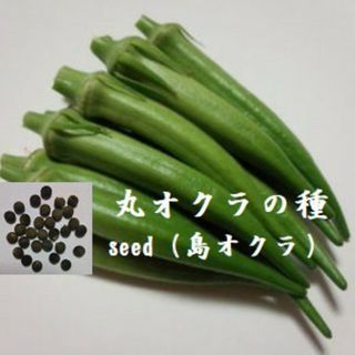 K831『丸おくらの種30粒 』島オクラseed 野菜のたね　沖縄のやさい(野菜)