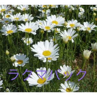 白花除虫菊 種 500粒 花種 虫除けハーブ 蚊取り線香 シロバナムシヨケギク(その他)