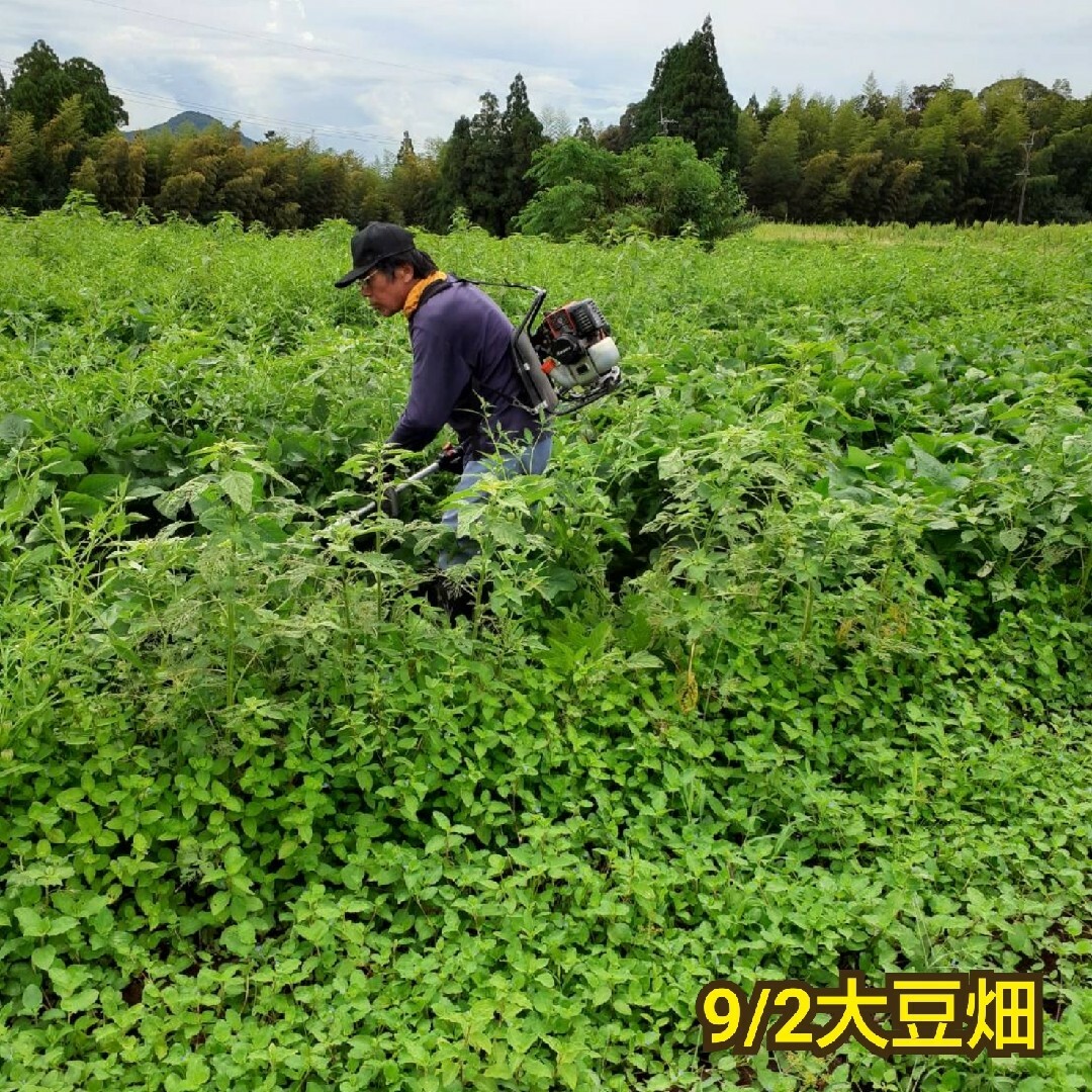 自然栽培 幻の大豆 『八天狗』10kg 熊本県産 食品/飲料/酒の食品(野菜)の商品写真