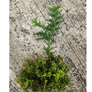MINI盆栽苔玉　檜　ヒノキ　苔玉　苗木　庭木　盆栽　植木(その他)