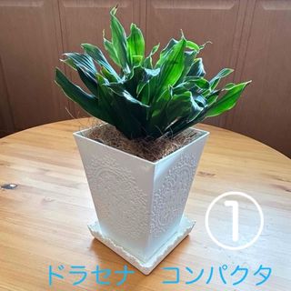 ドラセナ・コンパクタ‼️観葉植物！①(プランター)