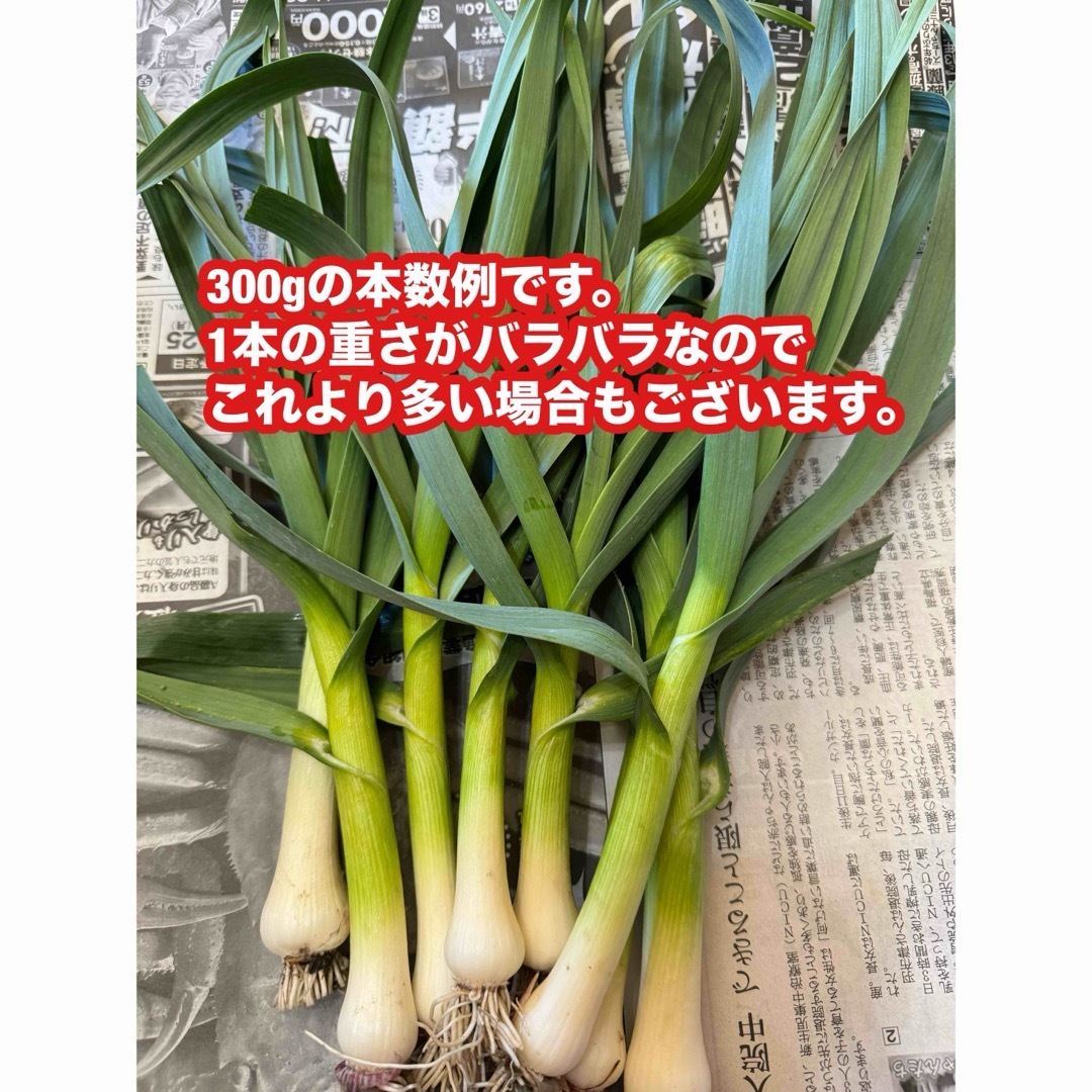 高知県産葉にんにく　葉ニンニク　産地直送300gjdm 食品/飲料/酒の食品(野菜)の商品写真