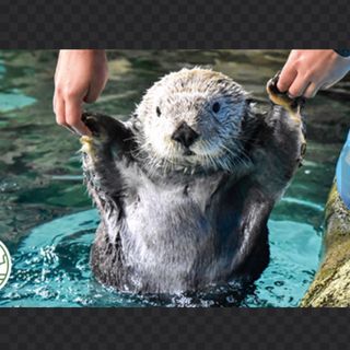 ★shoko様専用★チケット　水族館　大人　小中学生(その他)