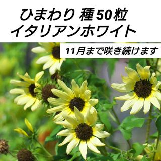 ひまわり イタリアンホワイト 種30→50粒(プランター)