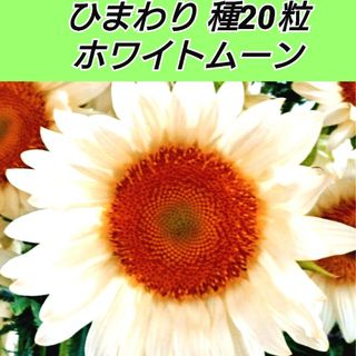 白いひまわり ホワイトムーン 種20粒(プランター)