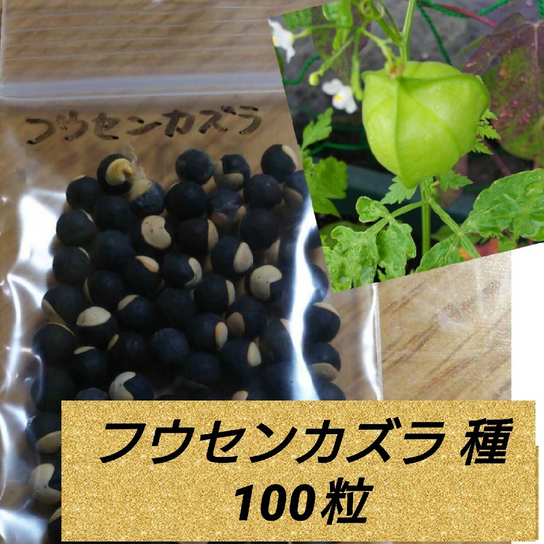 フウセンカズラ 種100粒 ハンドメイドのフラワー/ガーデン(プランター)の商品写真