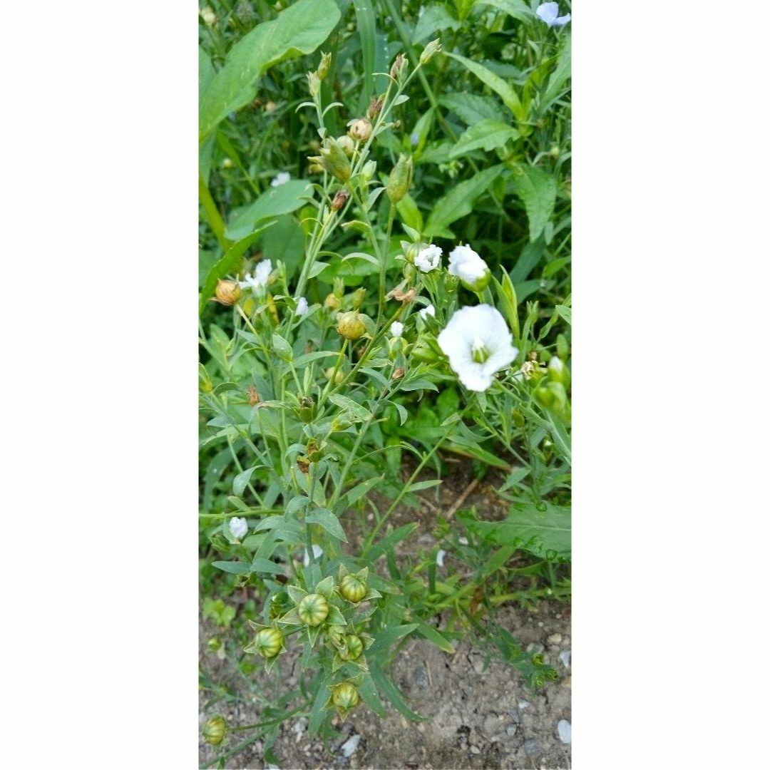 自家採種　野菜や花の種　3種類選択　農薬不使用　動物性堆肥不使用 ハンドメイドのフラワー/ガーデン(その他)の商品写真