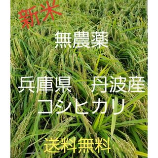 令和5年　兵庫県丹波産 農薬、除草剤不使用　新米コシヒカリ5キロ(米/穀物)