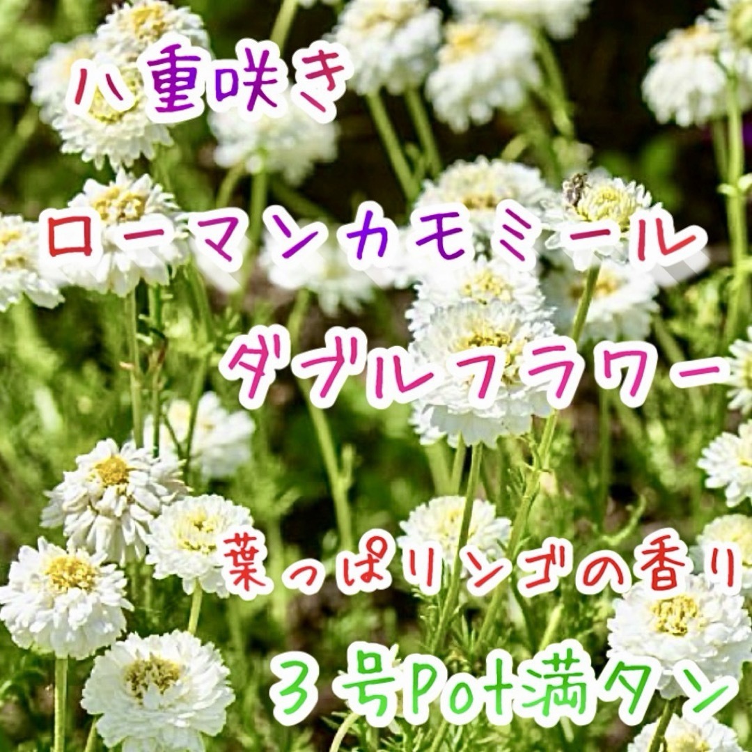 八重咲きローマン　苗　ダブルフラワーカモミール　３号サイズ　カモミール ハンドメイドのフラワー/ガーデン(その他)の商品写真