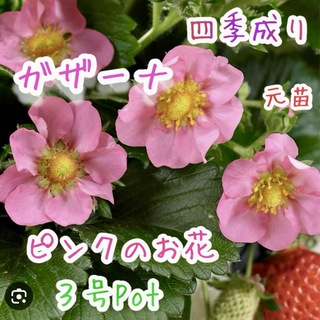 四季成り　いちこ　ガザーナ　苗　元苗　３号Pot ピンクのお花 強健　育てやすい(その他)
