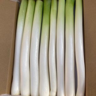 カット白長ネギ　コンパクトボックス(野菜)