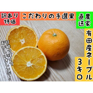 訳あり品　有田産ネーブルオレンジ　3キロ(フルーツ)