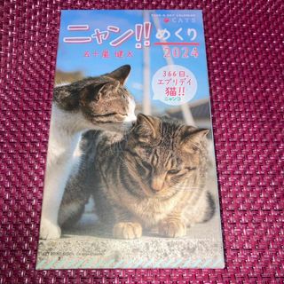 366日、エブリデイ猫！ニャンコめくり　2024　五十嵐健太(キャラクターグッズ)