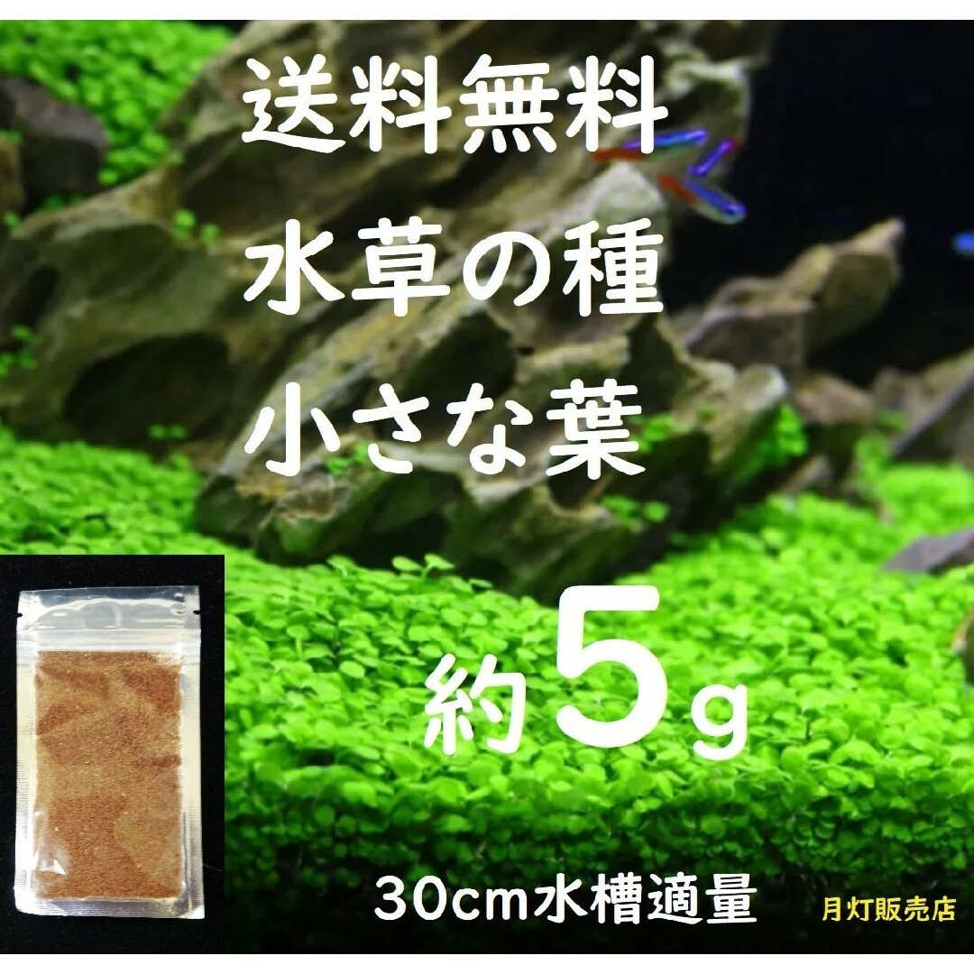 水草の種。小さい葉(約5g) その他のペット用品(アクアリウム)の商品写真