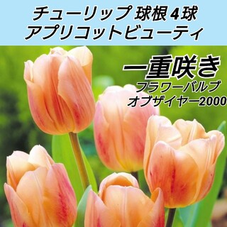 チューリップ球根 アプリコットビューティ 4球(プランター)