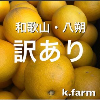 訳あり　和歌山産　八朔　S〜3L混合(フルーツ)