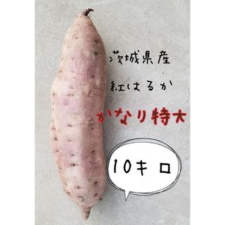 かなり特大　10キロ　土付　紅はるか　茨城県産　さつまいも　さつま芋(野菜)