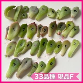 多肉植物 葉挿し 33品種 現品 F(その他)