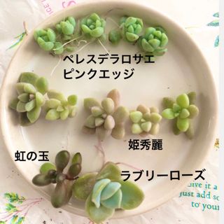 B.多肉植物 カット苗 セット(その他)