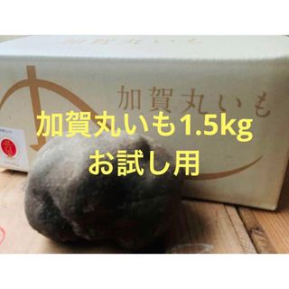 加賀丸いも1.5kg お試し用（優品）(野菜)