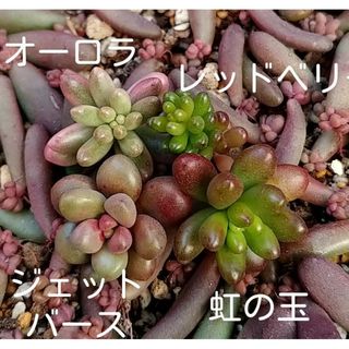 つぶつぶ葉さしセット(その他)