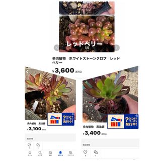 Angel様専用　多肉植物　黒法師　ホワイトストーンクロプ(その他)