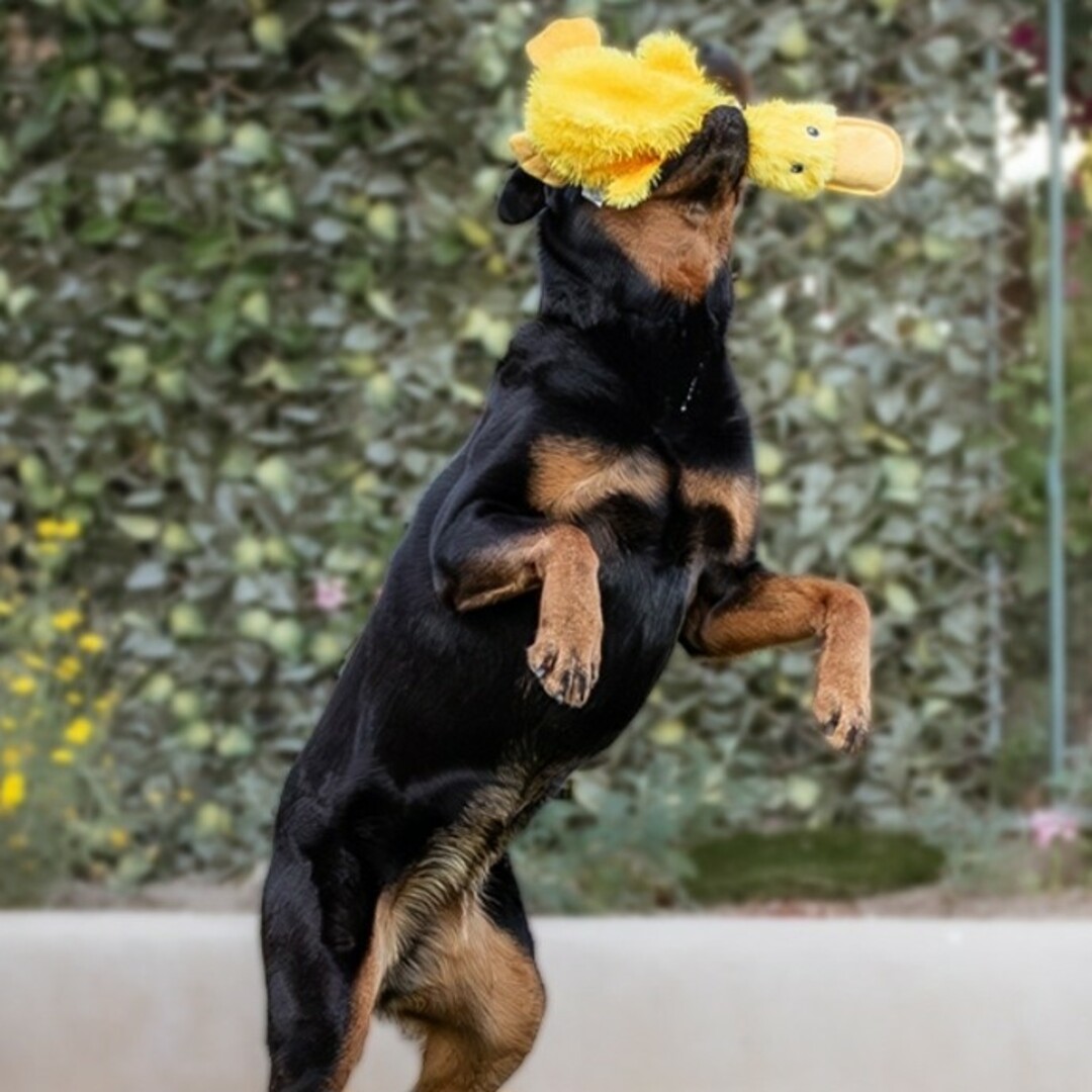 【大人気】音がなる アヒルのおもちゃ ドッグトイ 噛むオモチャ 犬のおもちゃ その他のペット用品(犬)の商品写真