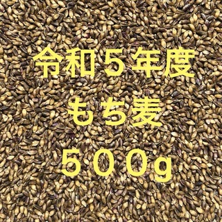 令和５年度産もち麦（ダイシモチ）500g(米/穀物)