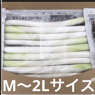 カット白長ネギ　　A4サイズ(野菜)