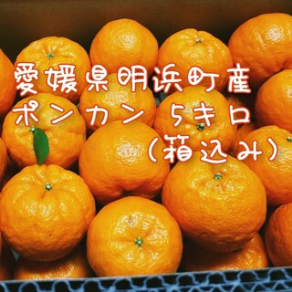 【愛媛県明浜町産】ポンカン 5キロ(箱込み)(フルーツ)