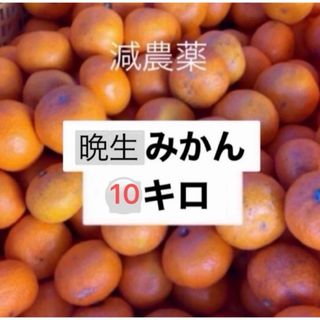 晩生みかん　減農薬　１０キロ　産地直送　訳あり　みかん　フルーツ　健康(フルーツ)