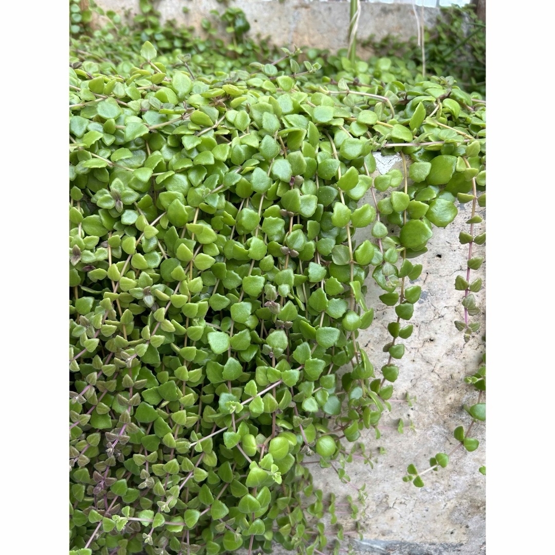 多肉植物　プロストラーツス ハンドメイドのフラワー/ガーデン(その他)の商品写真