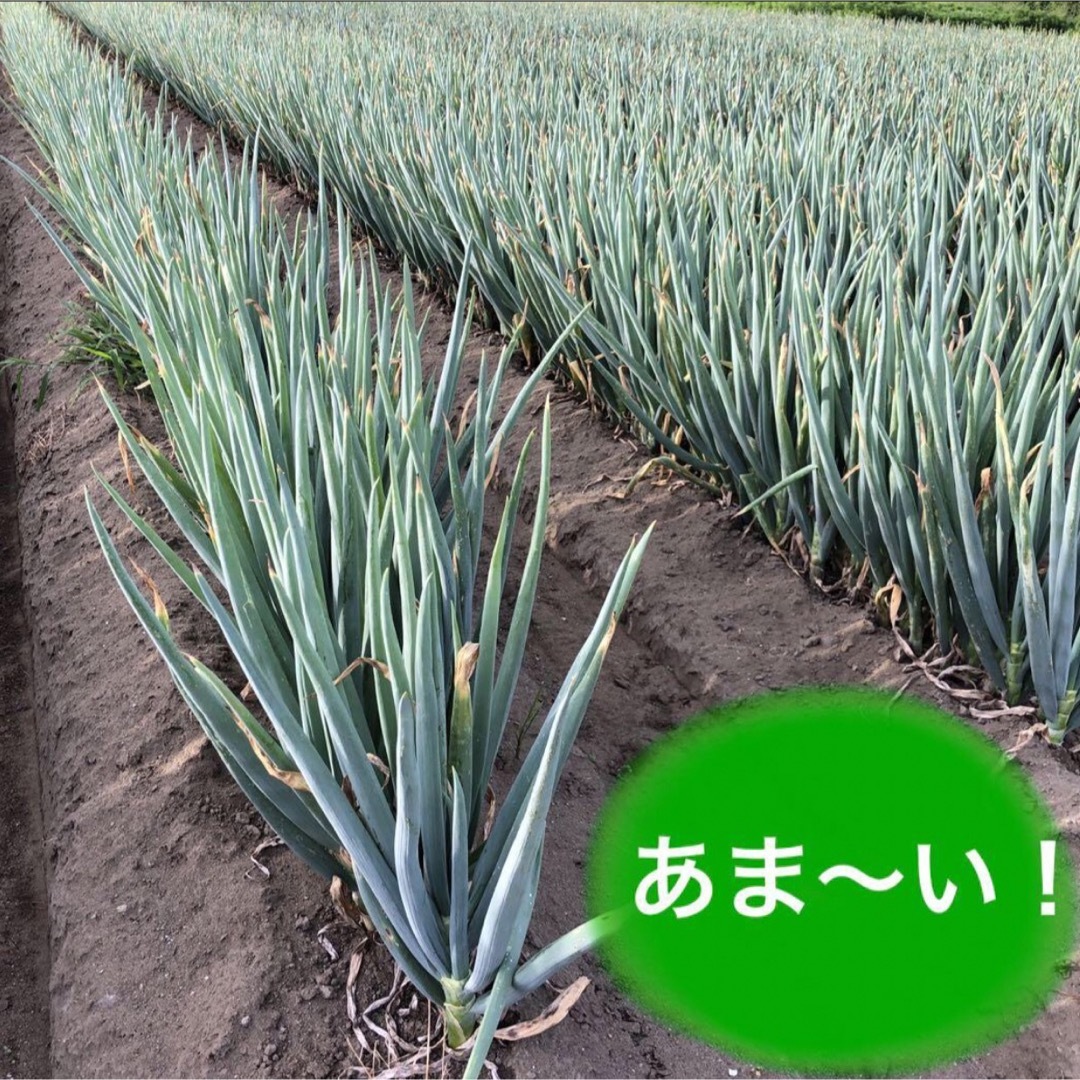 カット白長ネギ　　　A4サイズ 食品/飲料/酒の食品(野菜)の商品写真