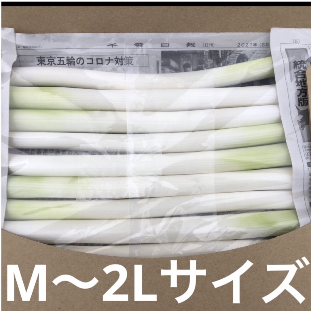 カット白長ネギ　　A4サイズ 食品/飲料/酒の食品(野菜)の商品写真